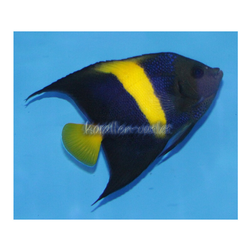 Pomacanthus asfur - Arabian angelfish