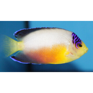 Centropyge multicolor - Vielfarben Zwergkaiserfisch