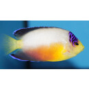 Centropyge multicolor - Multicolor angelfish