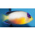 Centropyge multicolor - Vielfarben Zwergkaiserfisch S