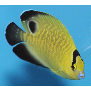 Apolemichthys xanthopunctatus - Goldspotted angelfish