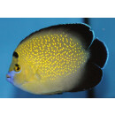 Apolemichthys xanthopunctatus - Goldspotted angelfish