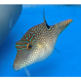 Canthigaster compressa - Compressed toby