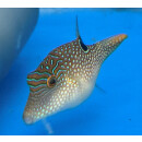 Canthigaster compressa - Labyrinth-Kugelfisch