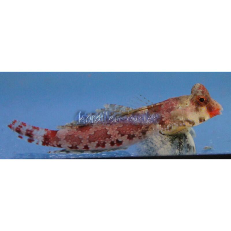 Synchiropus marmoratus - Roter Spinnenfisch