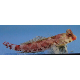 Synchiropus marmoratus - marbled dragonet / red dragonet