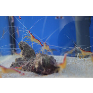Lysmata amboinensis - Cleaner Shrimp ML