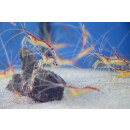 Lysmata amboinensis - Weißbandputzergarnele L