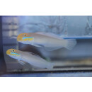 Valenciennea strigata - Blueband Glider Goby L