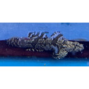 Callogobius hasseltii - Hasselt`Grundel L