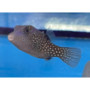 Canthigaster amboinensis - Ambon Pufferfish