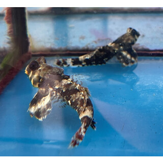 Synchiropus ocellatus - Ocellated dragonet pair
