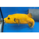Arothron citrinellus - Gelber Kugelfisch (nur auf Anfrage)