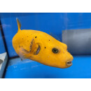 Arothron citrinellus - Gelber Kugelfisch (nur auf Anfrage)