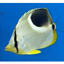 Chaetodon ephippium - Saddle Butterflyfish