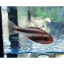 Apogon semiornatus - Oblique-banded Cardinalfish