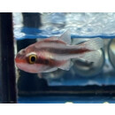 Apogon semiornatus - Oblique-banded Cardinalfish
