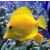 Zebrasoma flavescens - Yellow tang captiv bred S