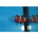 Premnas epigrammata - Gelbbinden-Samtkorallenfisch Paar