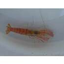 Alpheus fasqueli - Pistol Shrimp