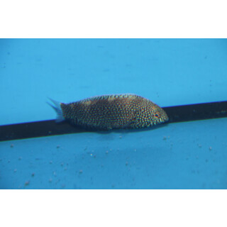 Macropharyngodon negrosensis - Yellowspotted wrasse