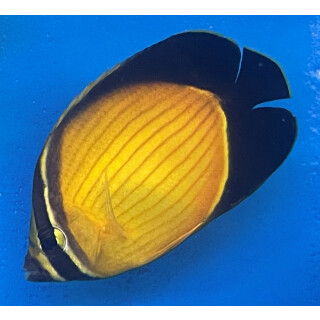 Chaetodon melapterus - Arabian Butterflyfish