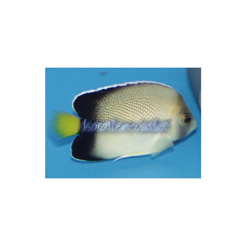 Apolemichthys xanthurus - Indischer Rauchglas-Kaiserfisch