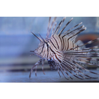 Pterois volitans - Red lionfish