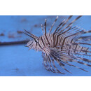 Pterois volitans - Red lionfish