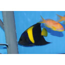 Pomacanthus asfur - Arabian angelfish