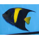Pomacanthus asfur - Halbmond-Kaiserfisch S ca.7cm