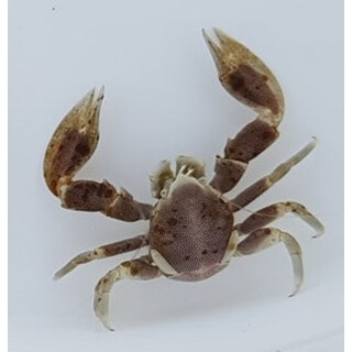 Neopetrolisthes maculatus (Neopetrolisthes oshimai) - Spotted Porcelain Crab