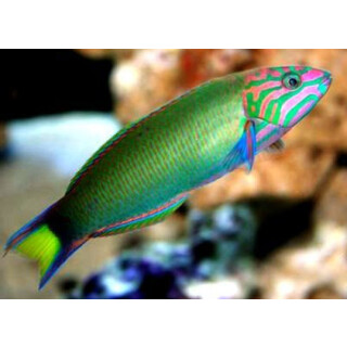 Thalassoma lunare - Moon wrasse