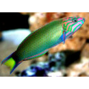 Thalassoma lunare - Moon wrasse