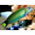 Thalassoma lunare - Mondsichel-Lippfisch male