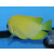 Centropyge flavissima - Lemonpeel angelfish