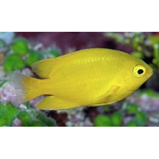 Pomacentrus moluccensis - Lemon damsel