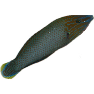 Halichoeres leucurus - Graukopf-Lippfisch
