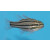 Ostorhinchus cookii - Cooks cardinalfish
