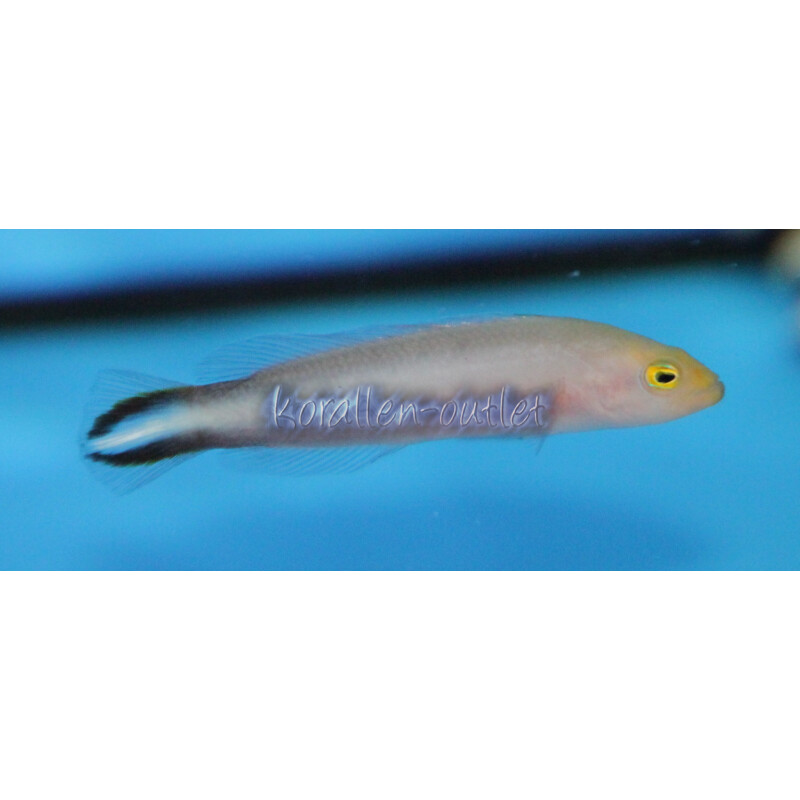 Pseudochromis bitaeniatus - Zwergbarsch