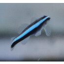 Elacatinus oceanops - Neon goby (captive breed)