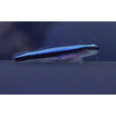 Elacatinus oceanops - Neon goby (captive breed)