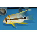 Symphorichthys spilurus - Segelflossen-Schnapper