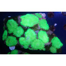 Rhodactis sp. neon green