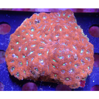 Acanthastrea (Miocromussa) sp. red M