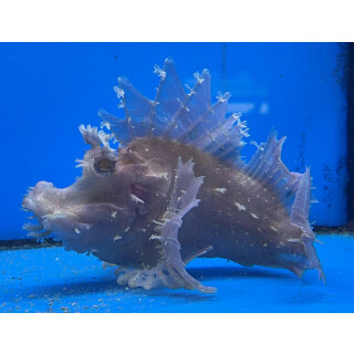 Rhinopias frondosa - Weedy Scorpionfish WYSIWYG