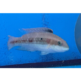 Oxycheilinus bimaculatus - Little Maori Wrasse