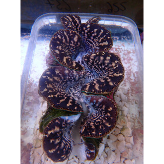 Tridacna maxima XL ca. 15cm