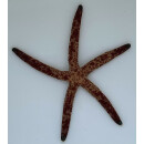 Linckia multifora - Multi-pore Sea Star, Spotted Linckia  