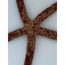 Linckia multifora - Multi-pore Sea Star, Spotted Linckia  